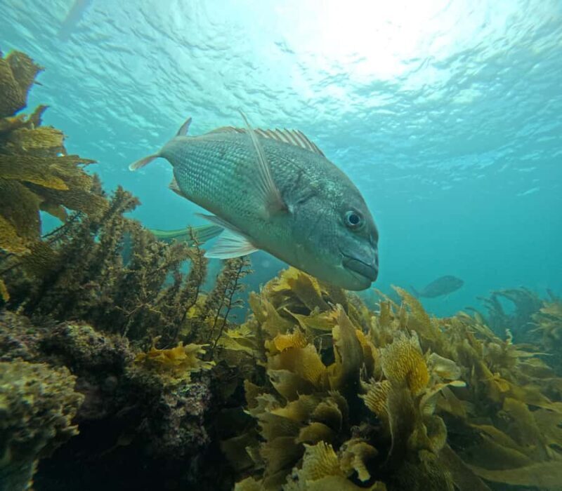 Goat Island Guided Snorkeling Tour for Beginners - FAQ: Your Questions Answered