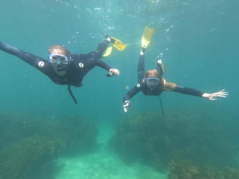 Goat Island Guided Snorkelling Tour For Advanced - The Experience in Detail