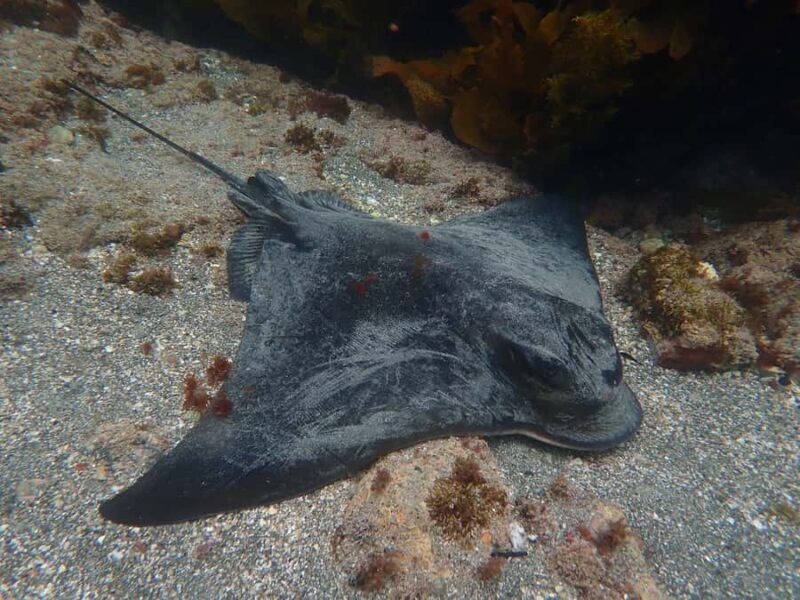 Goat Island Guided Snorkelling Tour For Advanced - FAQ