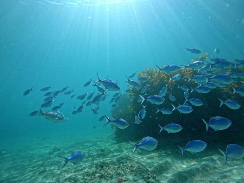 Goat Island Try Scuba Diving Experience - What to Expect from the Tour