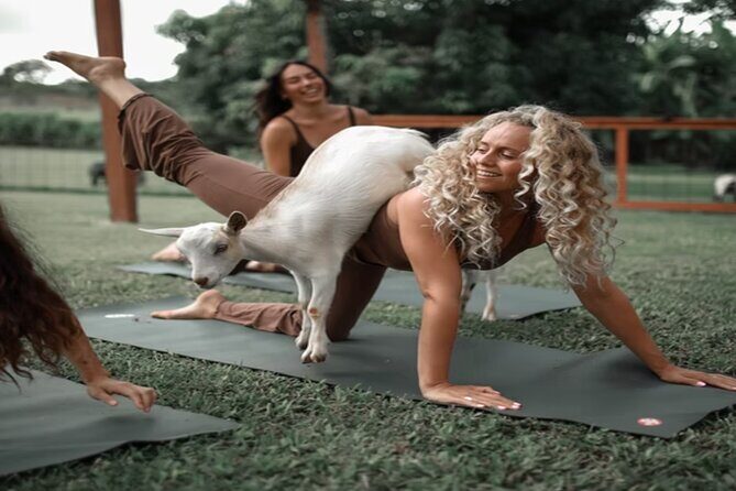 Goat Yoga Group Session - Key Points