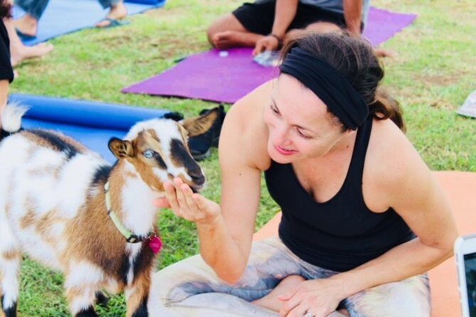 Goat Yoga with Miniature Goats In Maui - An In-Depth Look at Maui Goat Yoga