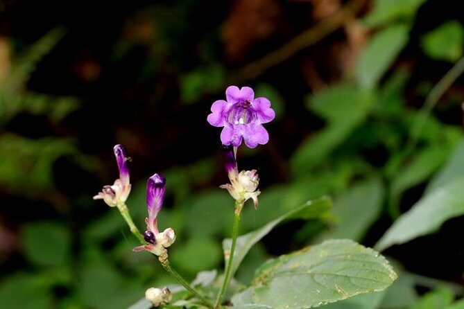 Godavari to Fulchoki Day Hike Near Kathmandu - Frequently Asked Questions