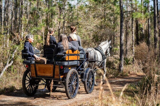 Goethe Forest Carriage Ride - Exploring the Goethe Forest Carriage Ride