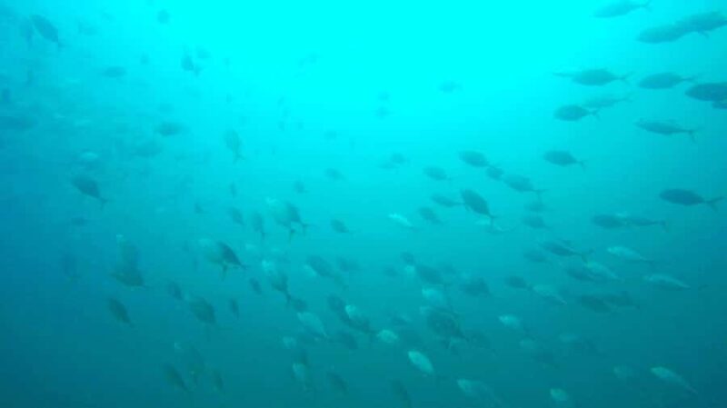 Gold Coast: 3-Day PADI Open Water Course - An In-Depth Look at the Gold Coast PADI Open Water Course