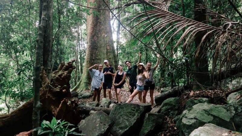 Gold Coast: 6 Waterfalls, Koalas & Natural Bridge Day Tour - A Close Look at the Tour Experience