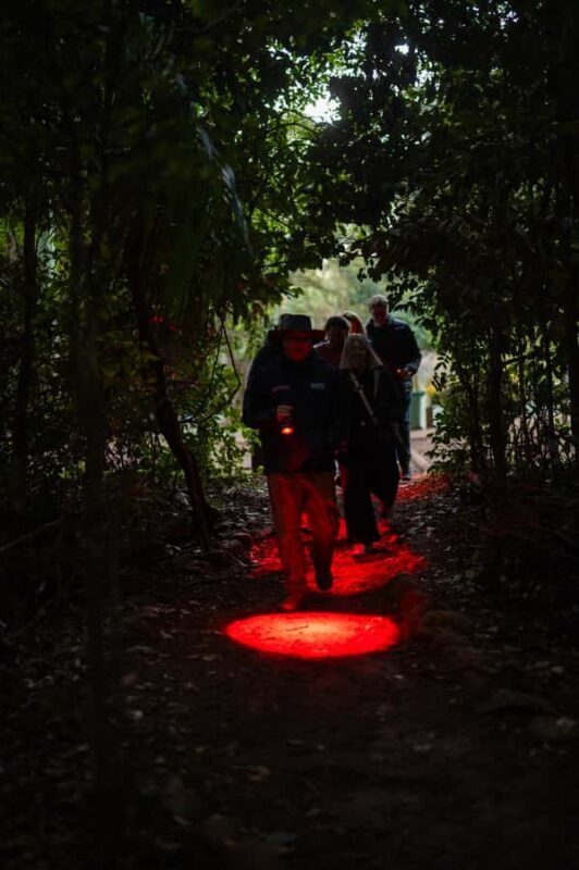 Gold Coast: Evening Rainforest and Glow Worm Experience - An In-Depth Look at the Experience