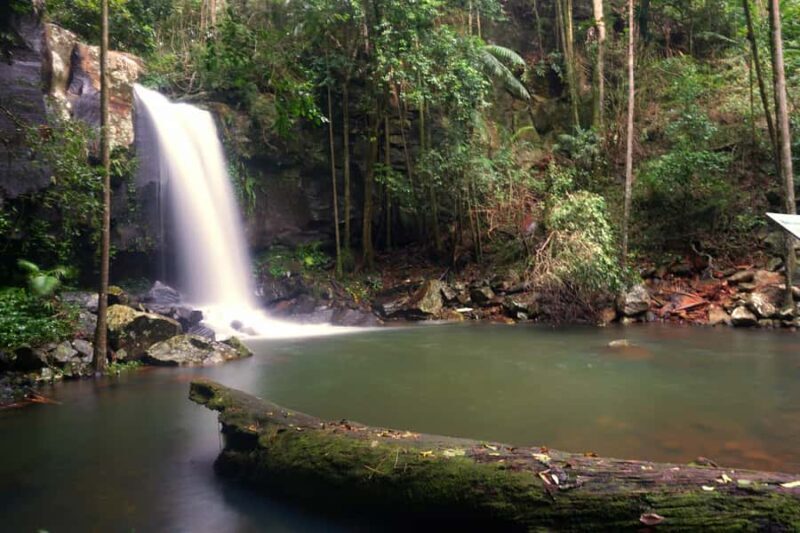 Gold Coast: Glow Worms Day/Night Rainforest & Waterfall Walk - Key Points