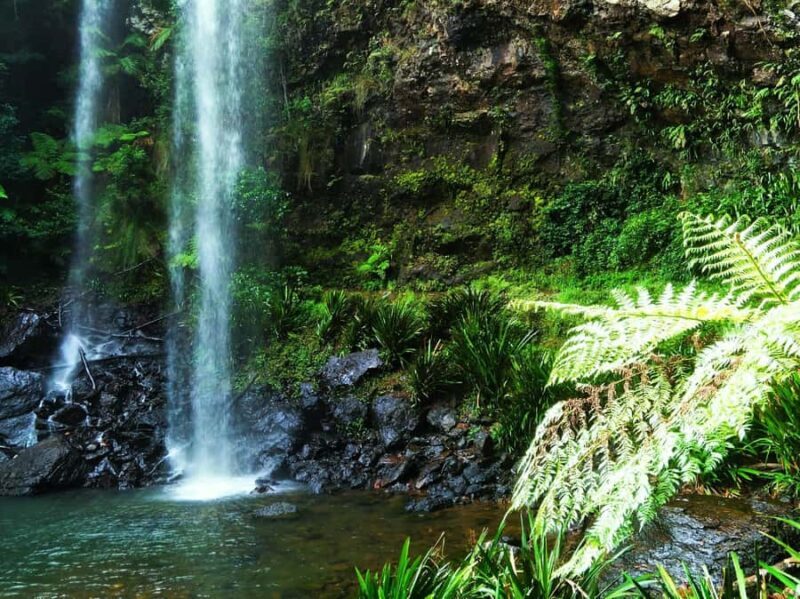 Gold Coast: Glow Worms Day/Night Rainforest & Waterfall Walk - An In-Depth Look at the Tour Experience