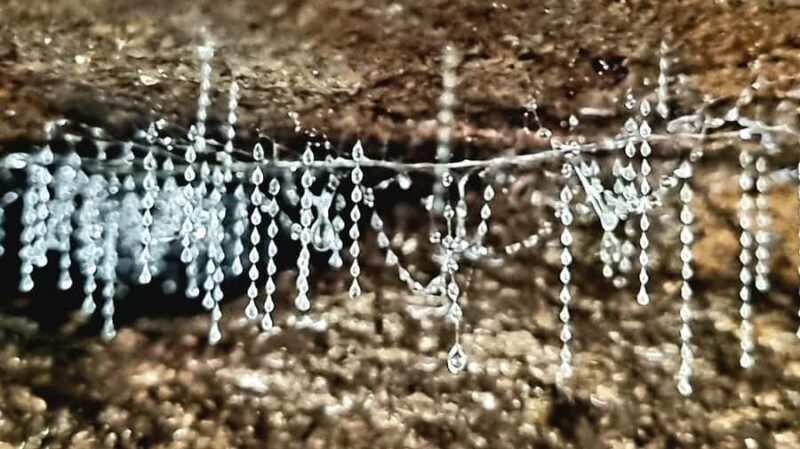 Gold Coast: Glow Worms Day/Night Rainforest & Waterfall Walk - Final Thoughts: Who Will Find This Tour Most Valuable?