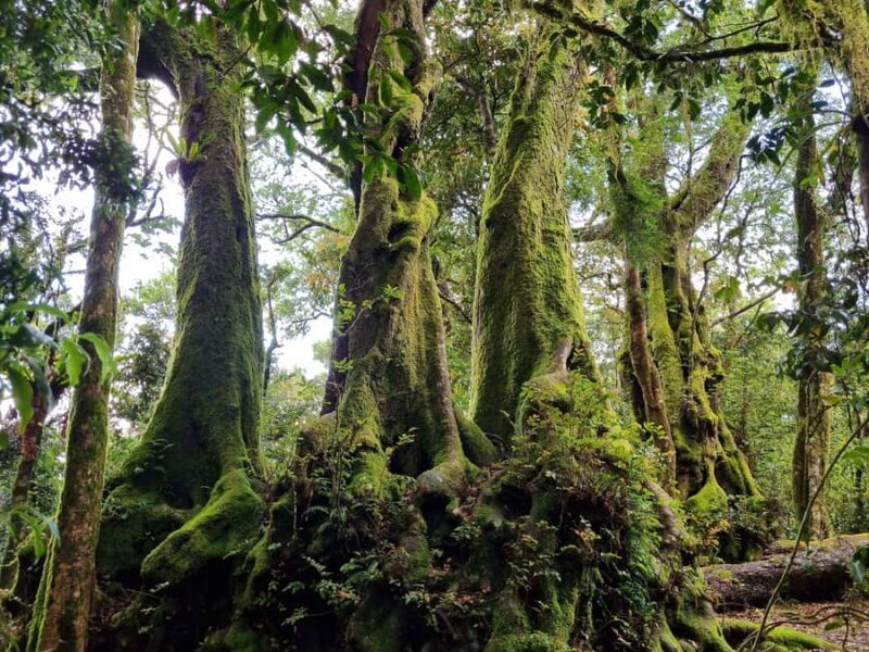 Gold Coast: Kangaroos, Rainforest & Waterfalls Experience - Key Points