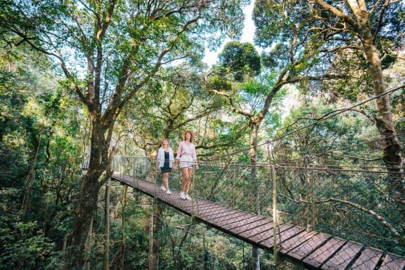 Gold Coast: Lamington Treetops, Wildlife and Vineyard Visit - An Introduction to the Experience
