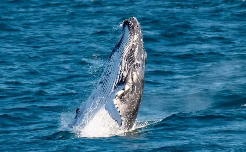 Gold Coast: Luxury Whale Watching Tour - Key Points