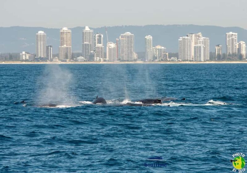 Gold Coast: Luxury Whale Watching Tour - Who Will Love This Tour?