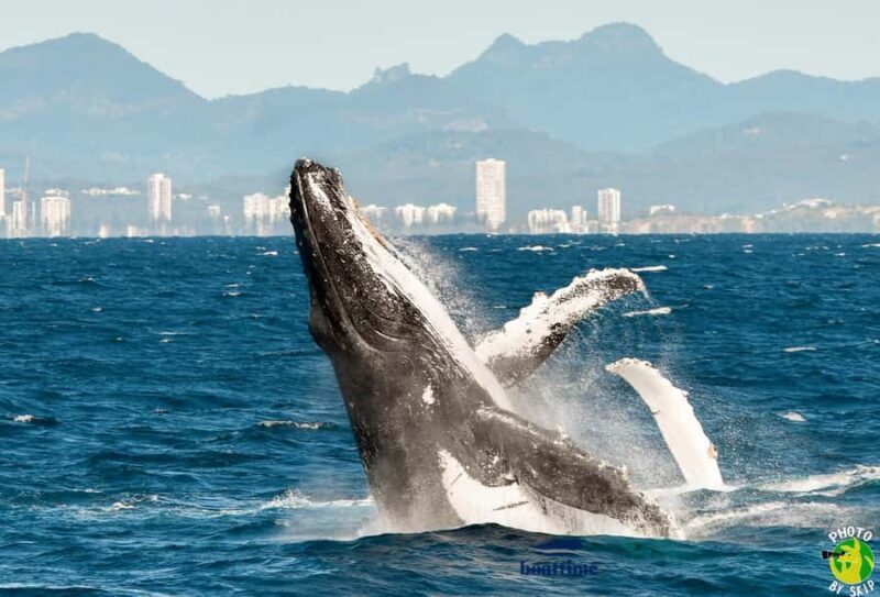 Gold Coast: Luxury Whale Watching Tour - The Sum Up: Who Is This Tour Best For?
