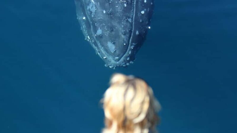 Gold Coast: Luxury Whale Watching Tour - Frequently Asked Questions