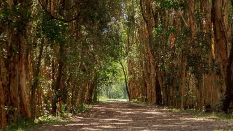 Gold Coast: Mount Tamborine Kangaroo and Koala Day Tour - Key Points