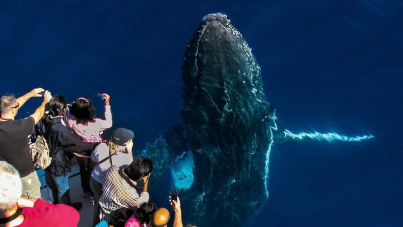 Gold Coast: Premium Whale Watching Cruise - Value and Pricing: Is It Worth It?