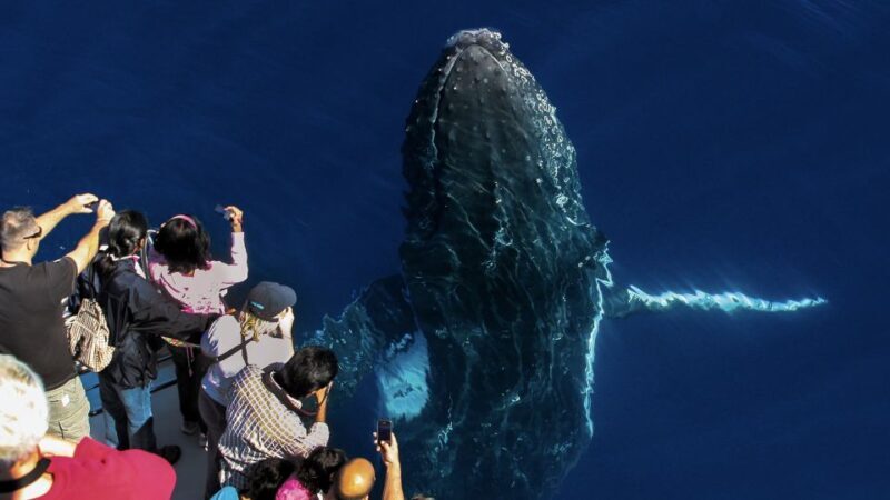 Gold Coast: Premium Whale Watching Cruise - Who Will Love This Tour?