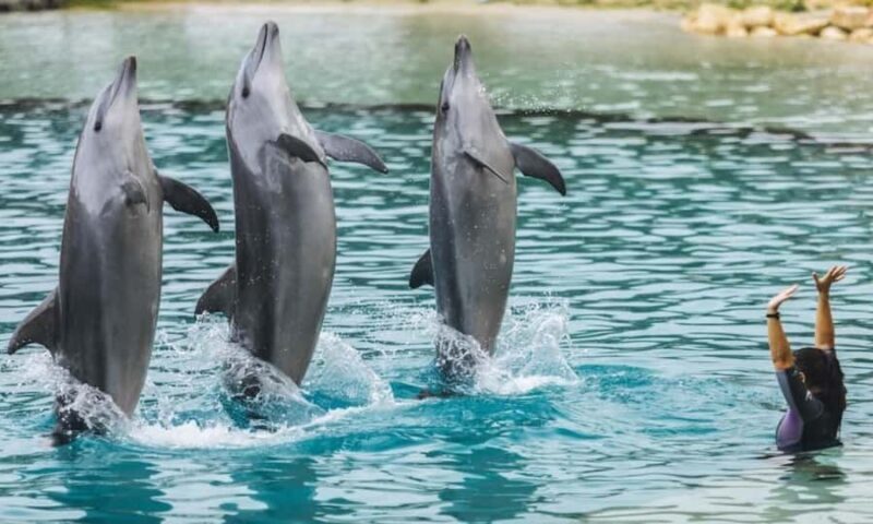 Gold Coast: Sea World Cruise & Entry Combo Ticket - Key Points