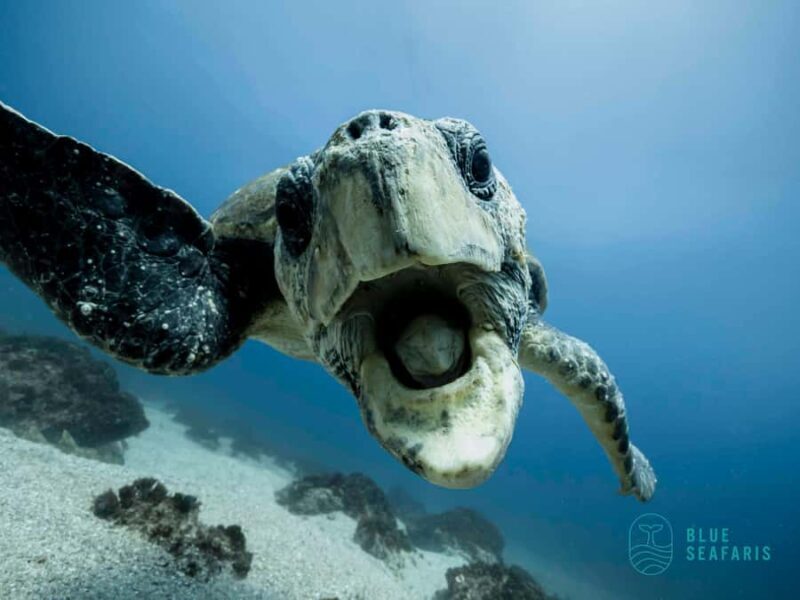 Gold Coast: Snorkel with Turtles - What Makes This Tour Stand Out