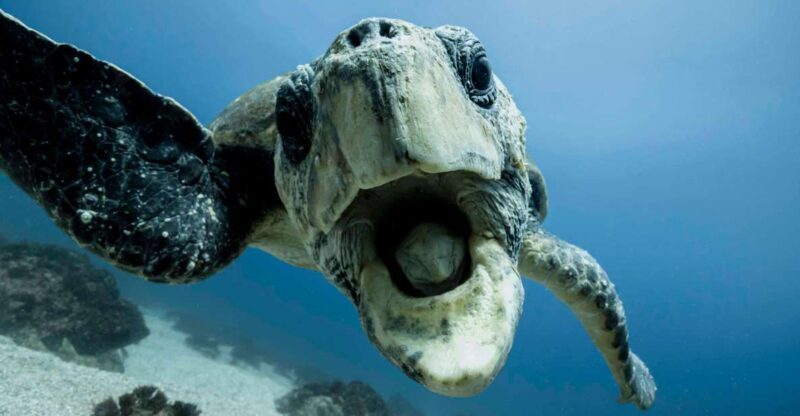 Gold Coast: Snorkel with Turtles - FAQ