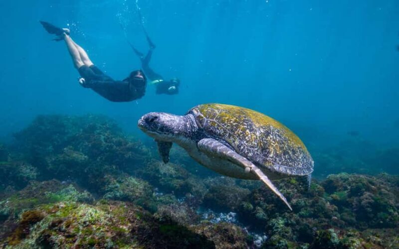 Gold Coast: Snorkeling with Turtles Half-Day Tour - A Detailed Look at the Experience