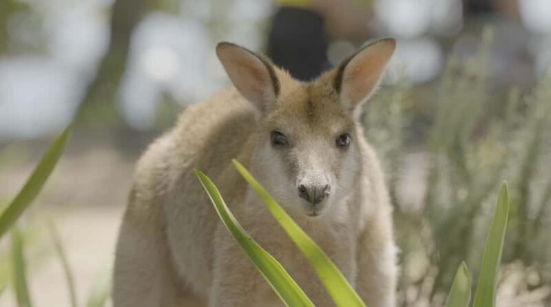 Gold Coast: Stradbroke Island Jetski Tour - Is This Experience Right for You?