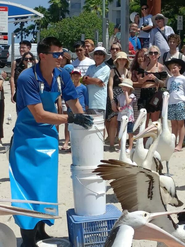 Gold Coast Surfers Paradise Private Tour from Brisbane - Exploring the Gold Coast Surfers Paradise Private Tour from Brisbane