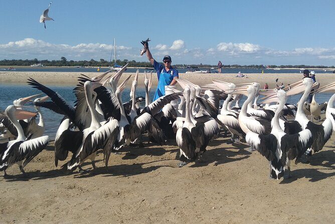 Gold Coast Surfer's Paradise Private Tour from Brisbane - Practical Considerations