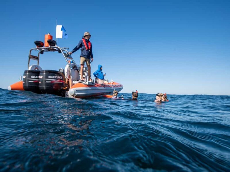 Gold Coast: Swim with Whales - Key Points