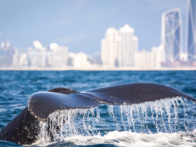 Gold Coast: Swim with Whales - Authentic Encounters & Real Reviews