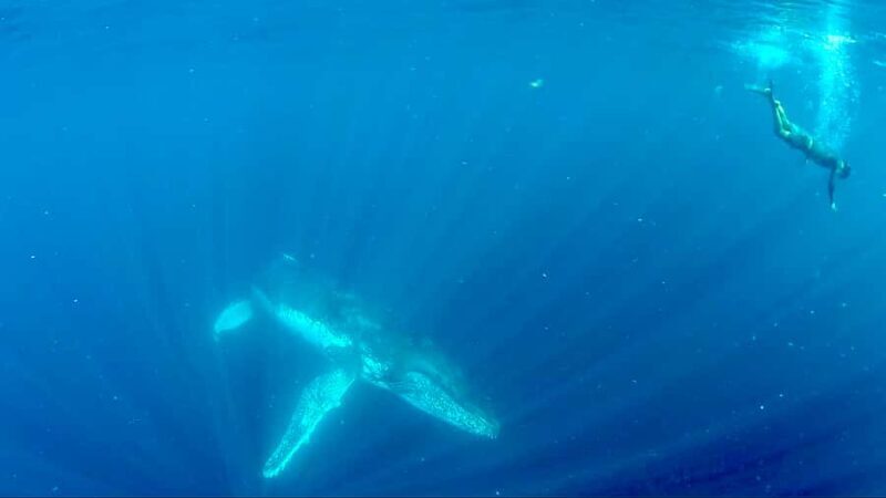 Gold Coast: Swim with Whales - Final Thoughts