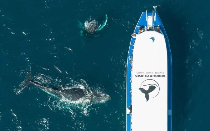 Gold Coast Whale Experience - Key Points