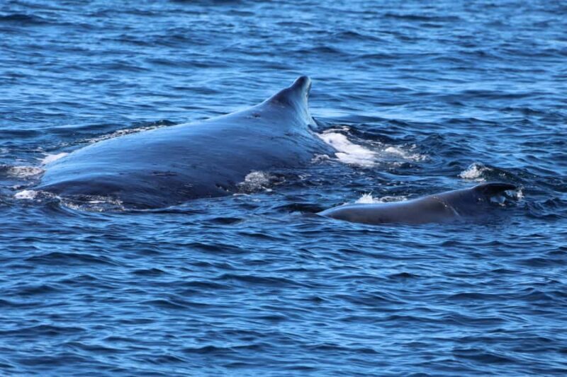 Gold Coast Whale Experience - Introduction: What to Expect from the Gold Coast Whale Experience