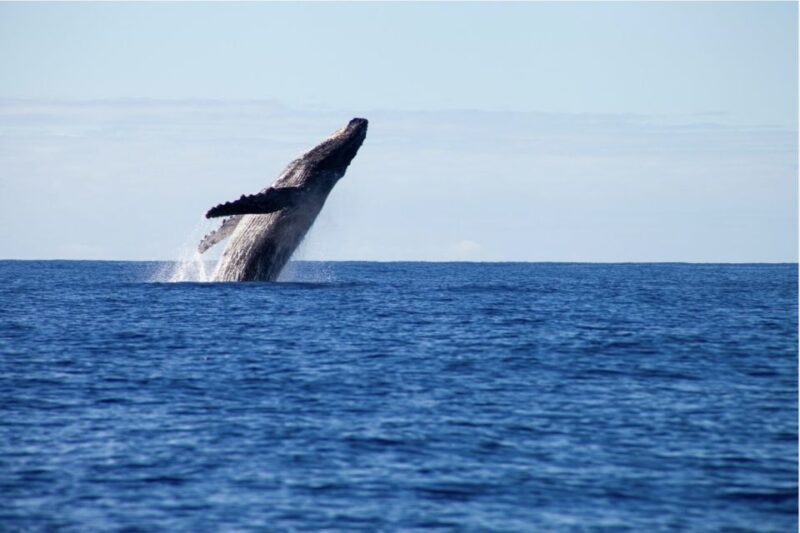 Gold Coast Whale Experience - What’s Included and What’s Not