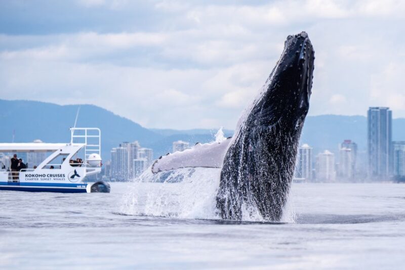 Gold Coast Whale Experience - Practical Tips for Your Trip