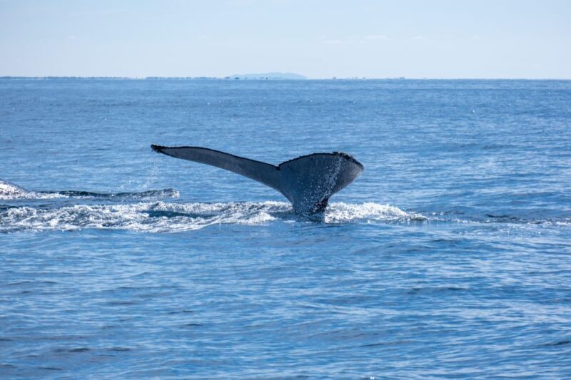 Gold Coast Whale Experience - Authentic Reviews: What Travelers Are Saying