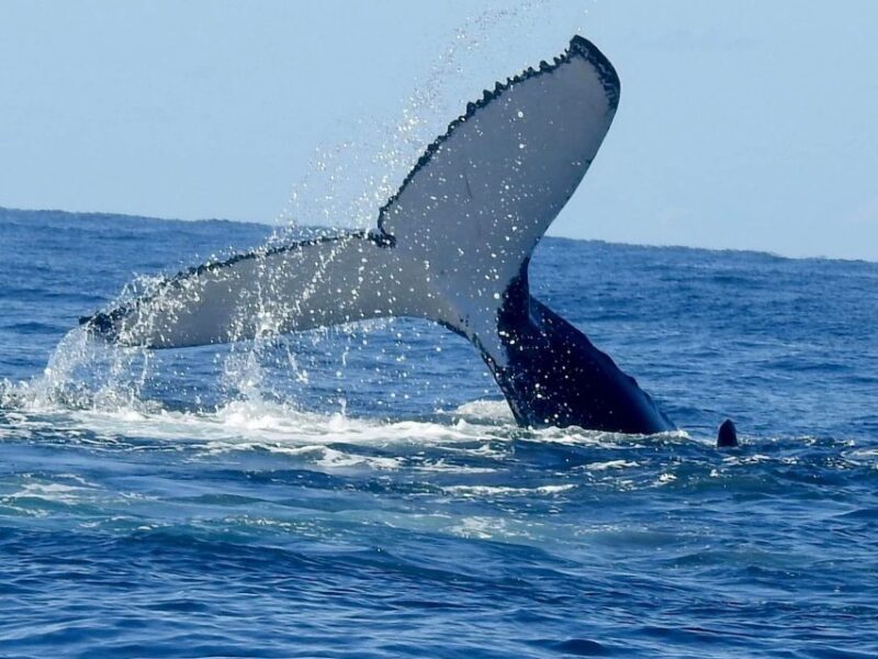 Gold Coast Whale Experience - Who Should Consider This Tour?