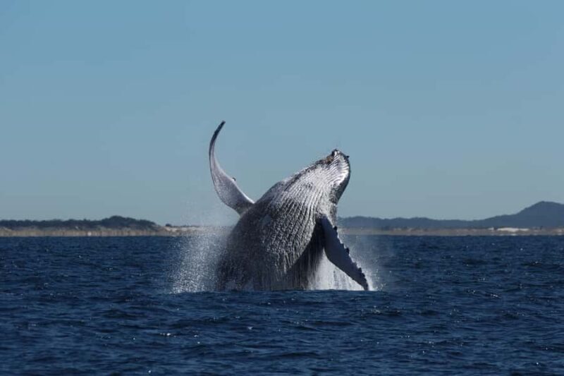 Gold Coast Whale Experience - The Sum Up: Is the Gold Coast Whale Experience Worth It?