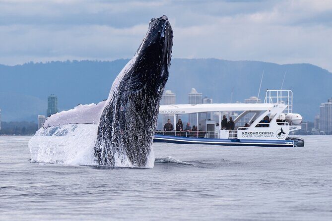Gold Coast Whale Watching Cruise - Key Points