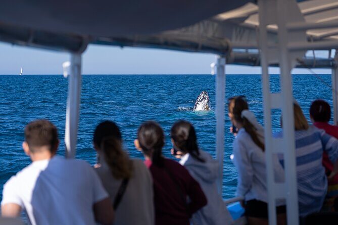 Gold Coast Whale Watching Cruise - FAQ