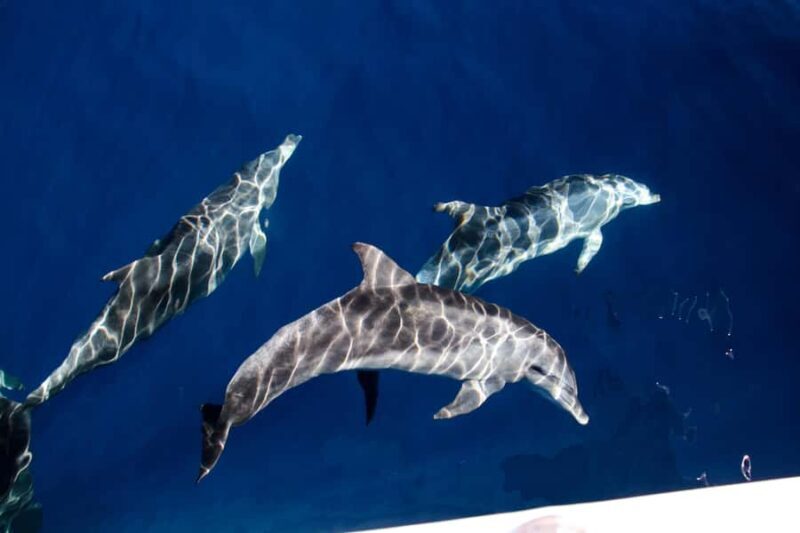 Gold Coast: Whale Watching Cruise & Sea World Entry - Final Thoughts