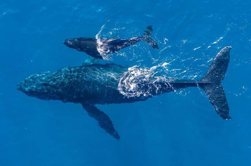 Gold Coast: Whale Watching - An In-Depth Look at the Whale Watching Experience