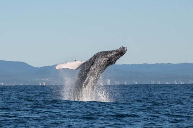Gold Coast: Whale Watching - Who Will Love This Experience?