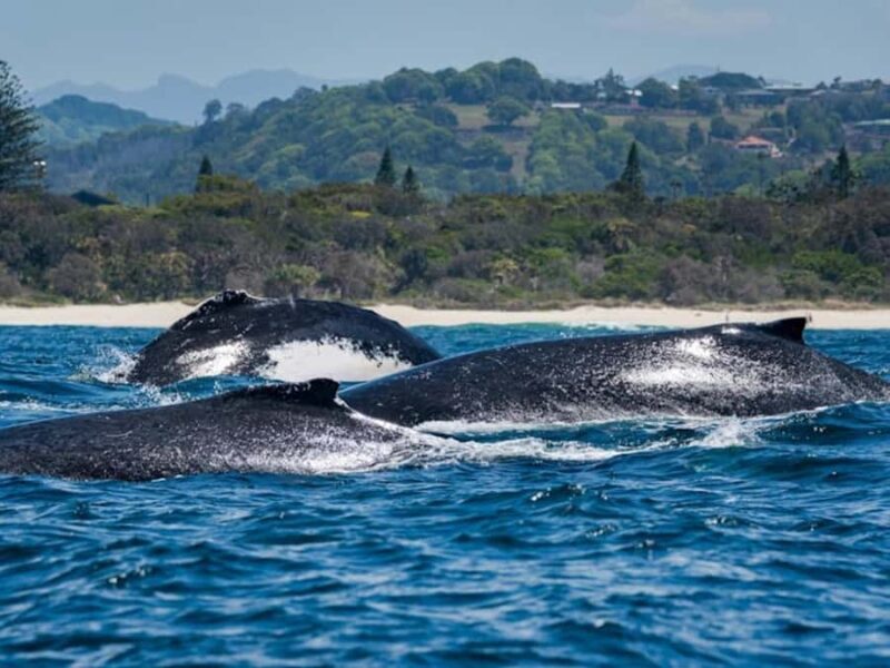 Gold Coast: Whale Watching - FAQ