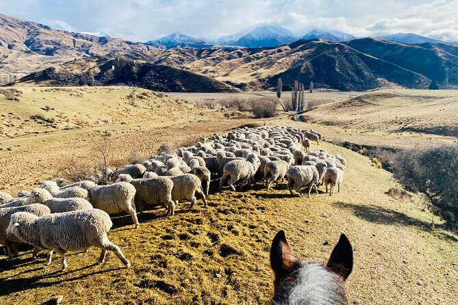 Gold Discovery Trail Horse Trek Cardrona - Most popular! - Final Thoughts