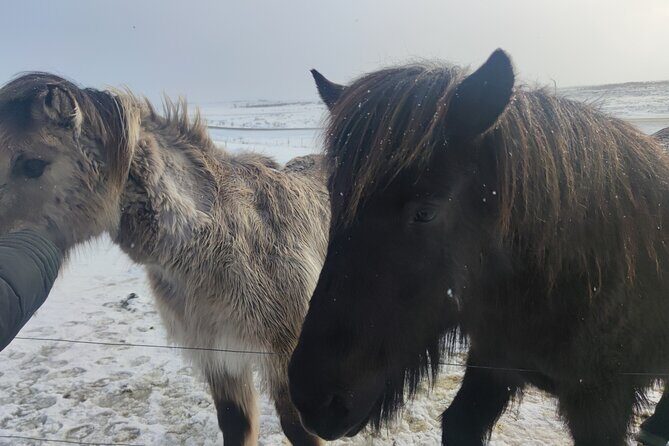 Golden Circle, Cook eggs in a hot spring, Shore Excursion - The Sum Up