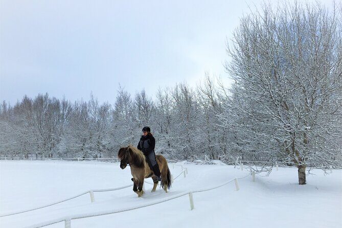 Golden Circle, Fridheimar Farm & Horses Small Group Tour from Reykjavik - Who Would Love This Tour?