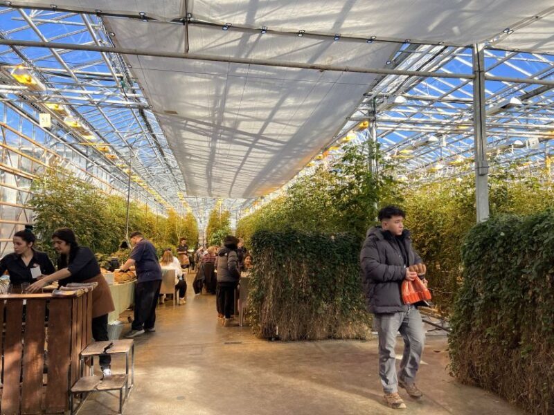 Golden circle, hot spring bakery, tomato farm private tour - Interacting with Icelandic Horses